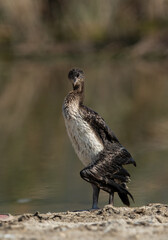 Socotra cormorant with broken wing at Asker marsh, Bahrain