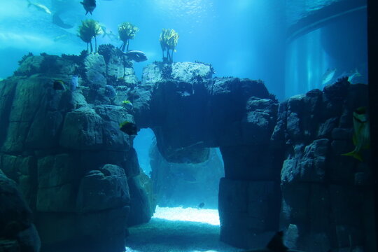 Fish In Underwater Cave