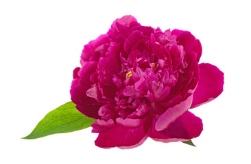 Obraz premium Peony flower on a white background, isolated.