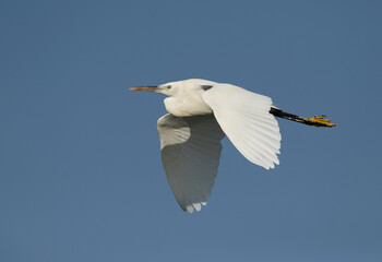 Western reef heron white morphed at Busaiteen coast, Bahrain