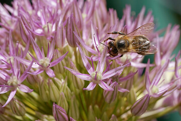 Bee collects nectar on a flower of Allium giganteum - giant onion