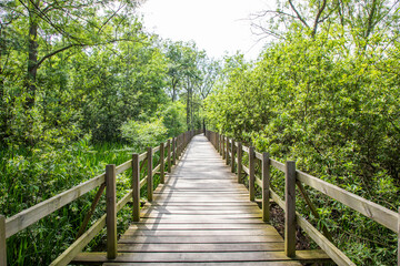Obraz premium Acarlar Flood plain Forest (Turkish: Acarlar Golu Longozu) is a floodplain forest located in Sakarya Province, Turkey.