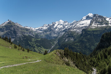 Fototapeta na wymiar Allmenalp, Kandersteg, Berner Oberland, Schweiz