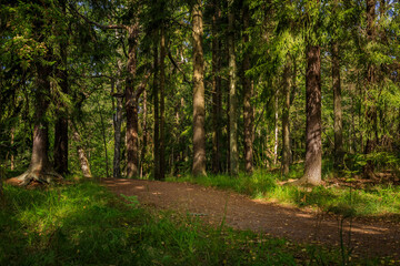 Path through a Swedish forest lined with fur trees with a blurred background on a sunny summer day, Stockholm Sweden