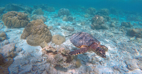 Green turtle