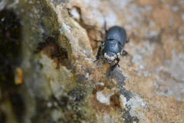 Ein schwarzer Käfer mit drei gepanzerte Körperteile und Geweih läuft auf einem hellen Stein....
