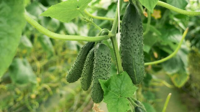 The ripened cucumbers grow in a greenhouse. young green bushes with cucumbers. The growth and blooming of greenhouse cucumbers. Cucumbers vertical planting.