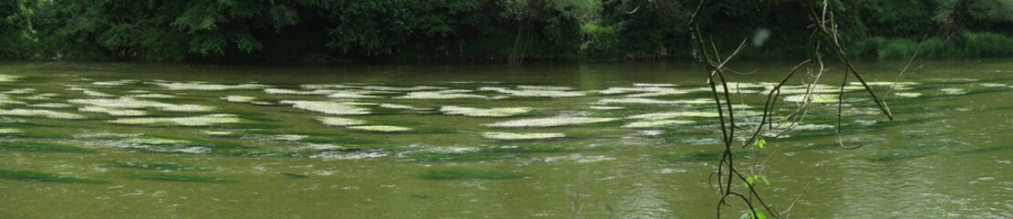 Die grüne Isar