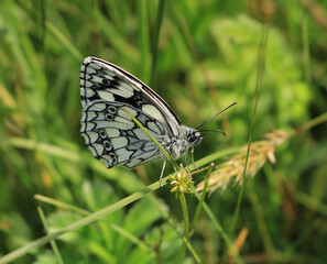 A Marbled White Butterfly. Scientific name Melanargia galathea. Glorious bokeh grasses seen behind the butterfly.