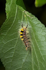 The Vapourer or rusty tussock moth caterpillar begins weaving a cocoon.