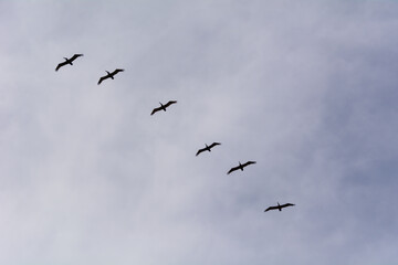 bird at the shore of San Diego