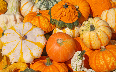 Colorful pumpkins