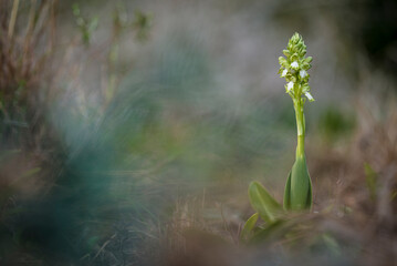 Orquídea silvestre albina  Barlia Robertiana, Himantoglossum robertianum, con fondo desenfocado y creativo.