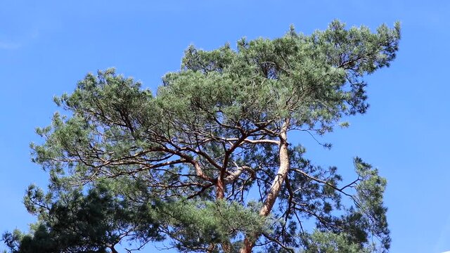 Pinetree moving along with the wind at perfect blue skies on a beautiful spring day. 
This video was shot with a Canon 80d at 1080p. 

Location: Schiplaken forest, Belgium.