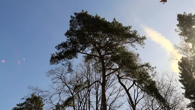 Multiple pine trees moving around with the wind. Shot on a beautiful sunny spring day, perfectly blue skies.
Shot on a Canon 80d in Schiplaken forest, Belgium.