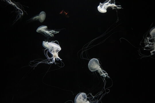 White Jellyfish In A Dark Tank