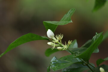 Obraz premium jasmine flower in a garden