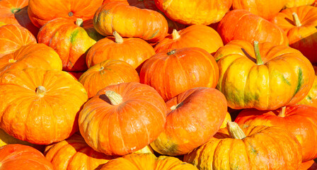 Colorful pumpkins