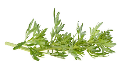 Wormwood branch on a white background, isolated.