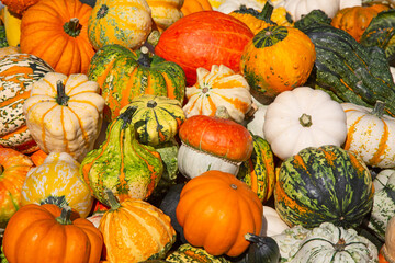 Colorful pumpkins