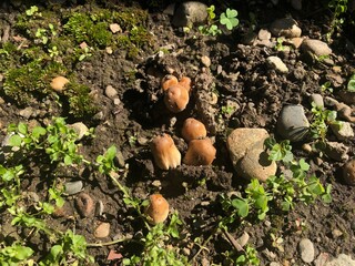 mushrooms in the garden sprouted in the ground in the summer