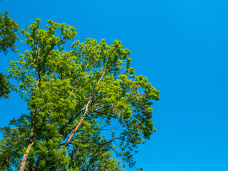 Frisches Laub auf einer Esche im Frühsommer