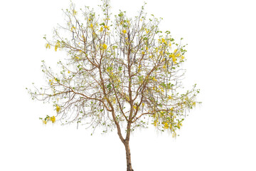 Obraz premium beautiful tree Cassia fistula and yellow flowers isolated on white background