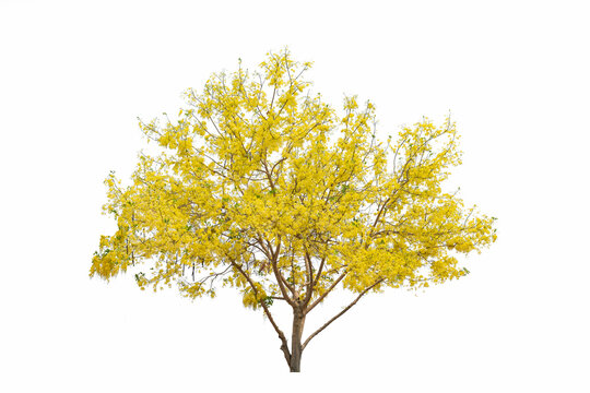 beautiful tree Cassia fistula and yellow flowers isolated on white background