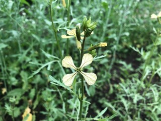 blooming greens with yellow flowers