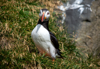The Atlantic puffin, also known as the common puffin