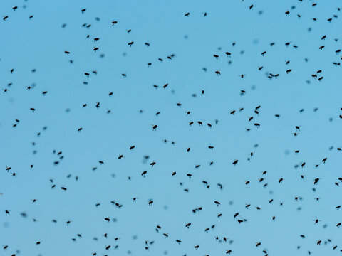 Bienenschwarm vor hellem Himmel