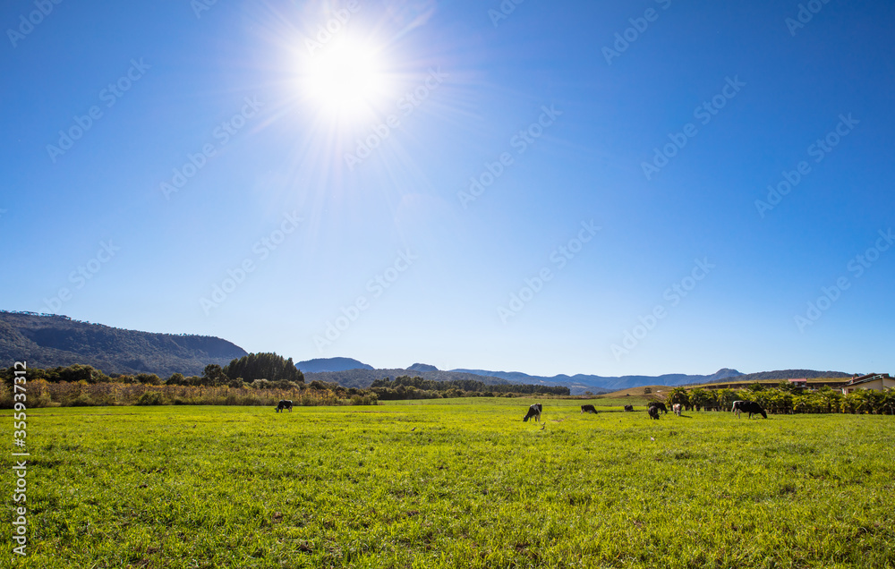 Canvas Prints Paisagem com pasto verde e gado 