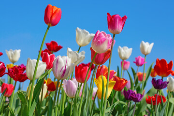 Tulips