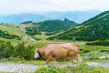 Fototapeta na wymiar Cow and calf spends the summer months on an alpine meadow in Alps. Austrian cows on green hills in Alps. Alpine landscape in cloudy Sunny day. Cow standing on road through Alps. Many cows on pasture