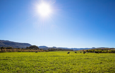 Paisagem com pasto verde e gado  © JCLobo