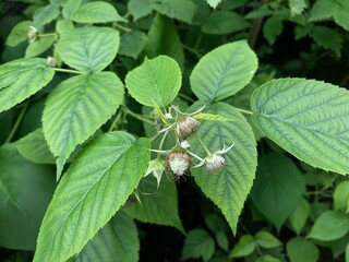 raspberry plant with small berries