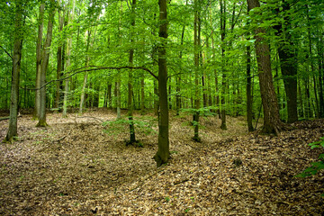 A forest road in Parowy Janinowskie