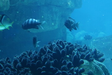 Fish in an aquarium
