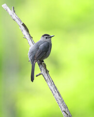 gray catbird on the branch in spring