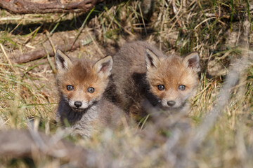 Plakat Red fox cubs in a new world at nature