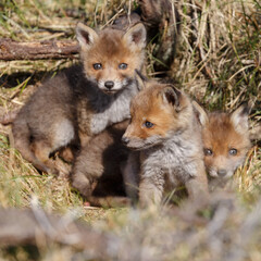 Red fox cubs in a new world at nature