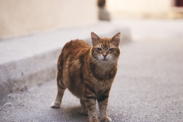 Naklejka na ściany i meble orange tabby kitty cat adorable domestic pet on the street.