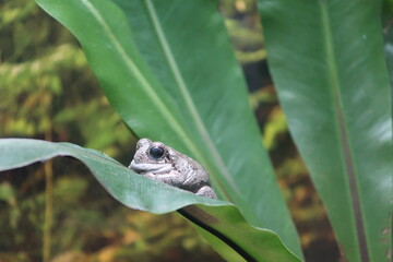 Close up of a tiny frog