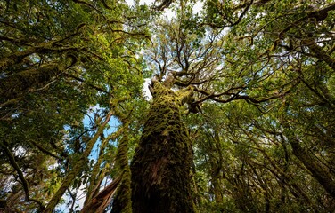 Bosque tropical Laurisilva