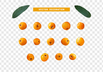 Set of realistic rowan berries, hawthorn, viburnum. vector illustration