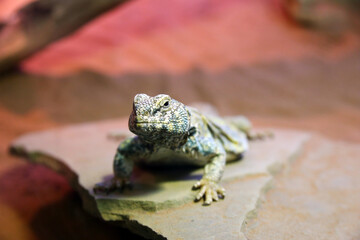 The quiet lizard behind the glass