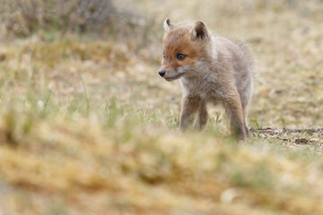 Naklejka na ściany i meble Red fox cubs in nature