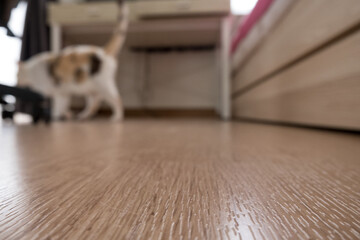 The image of the wooden floor used to put the product And the picture of a blurred cat behind.
