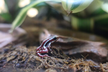 Tiny frog in habitat