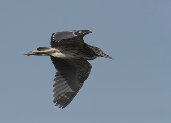 Black-crowned Night Heron in flight at Buhair lake, Bahrain
